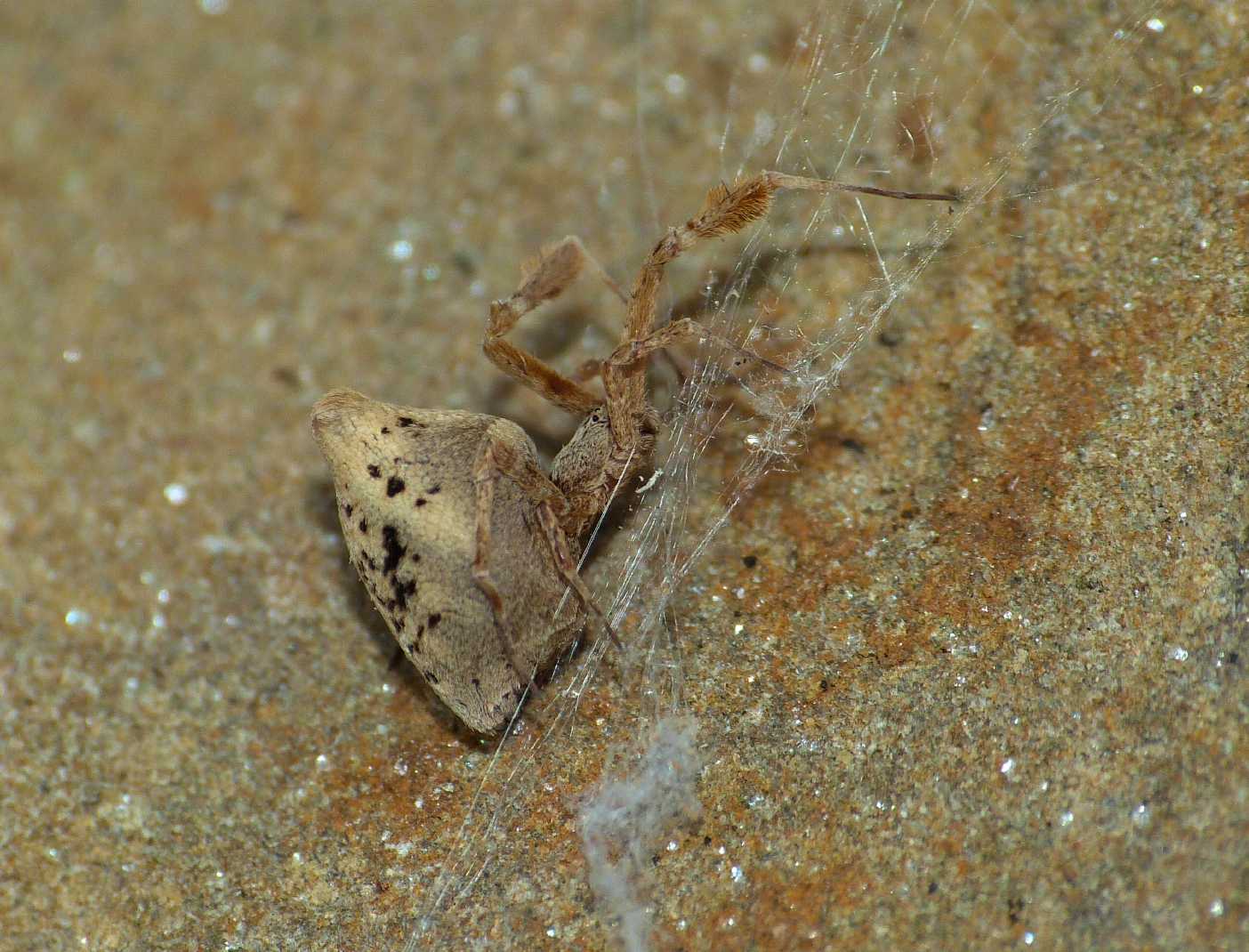 Coppia di Uloborus plumipes